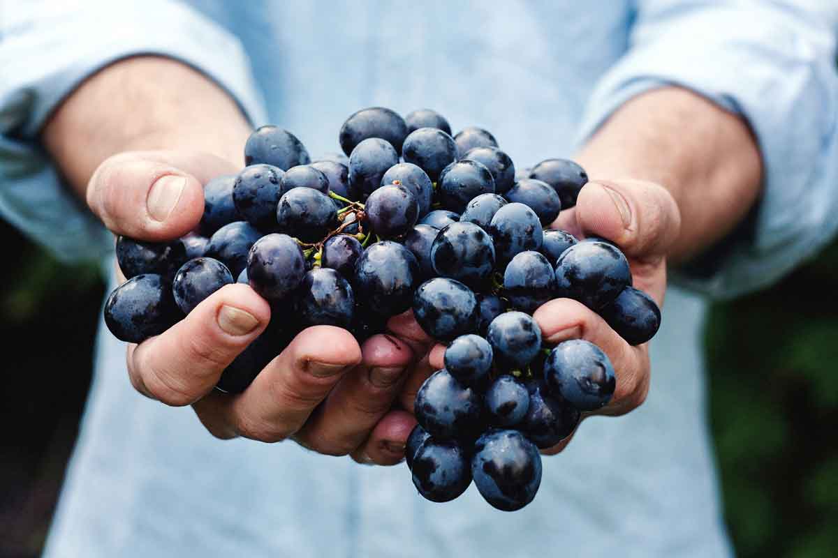 pair of hands holding a bunch of purple grapes